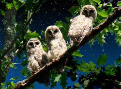 baby owls, three baby owls, baby barred owls, barred owls