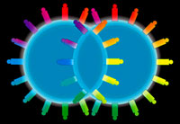 double rainbow, waking planet double rainbow, vesica piscis, double rainbow effect