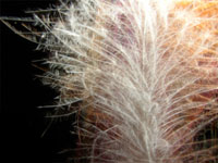 baby owl feather, owl feather, barred owl feather, barbara upton photo